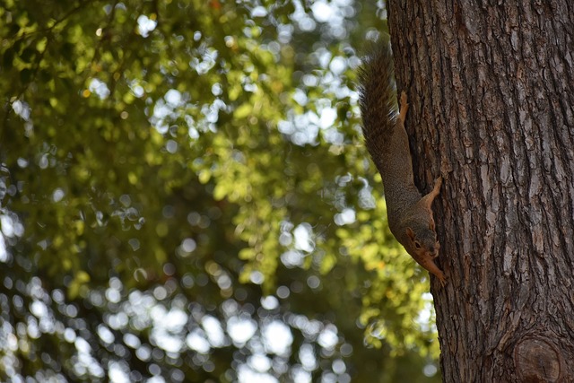 社交媒体为 社交媒体为